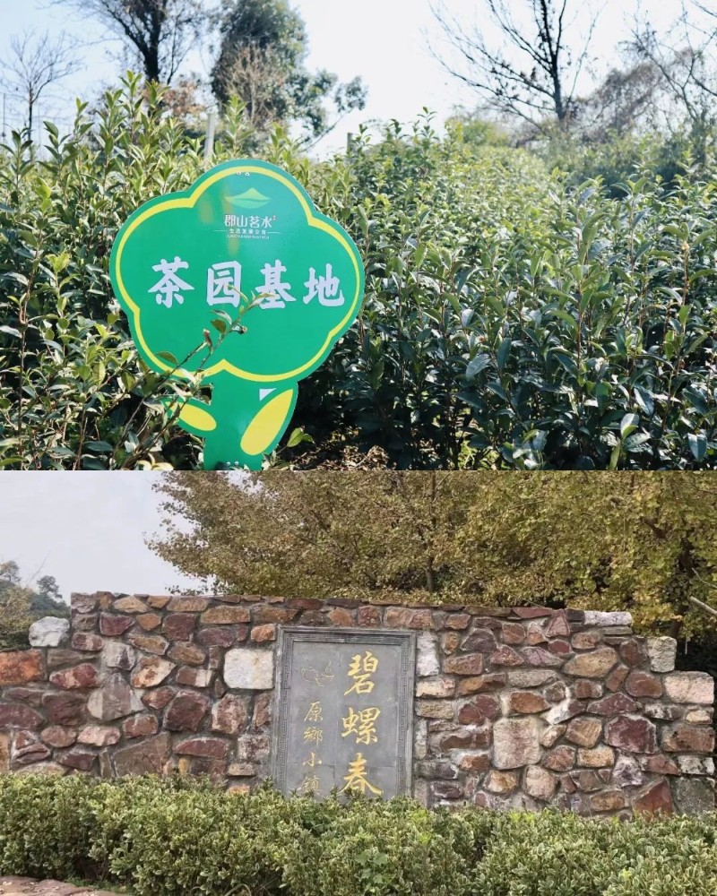 采茶活动