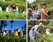 采茶团建之旅