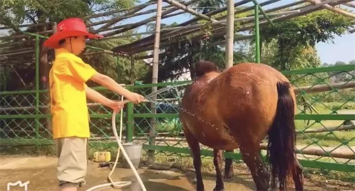 夏令营给马洗澡