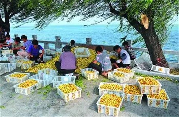 苏州西山岛大枣采摘团建活动