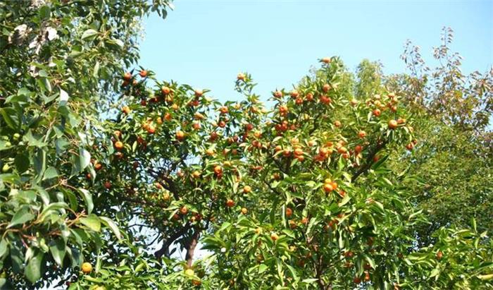 苏州太湖西山岛大枣采摘团建活动