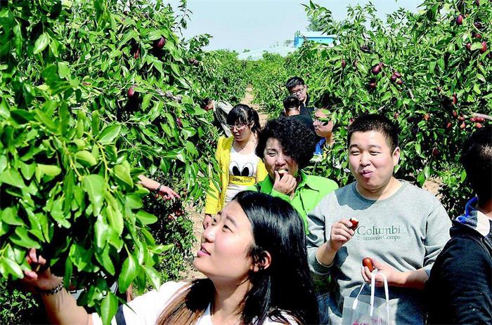 大枣采摘活动
