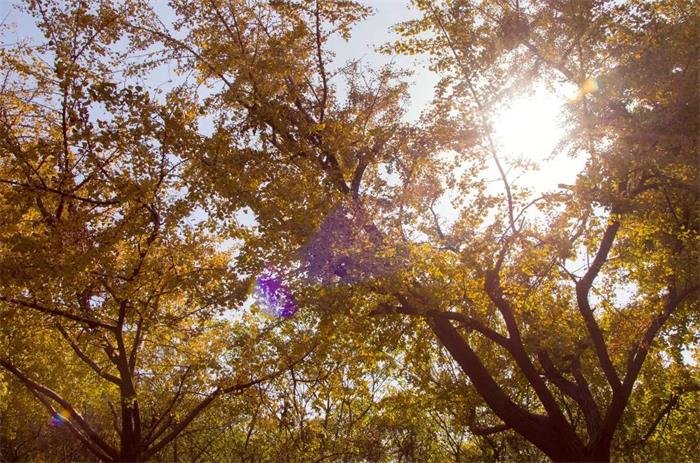 牛仔俱乐部银杏叶