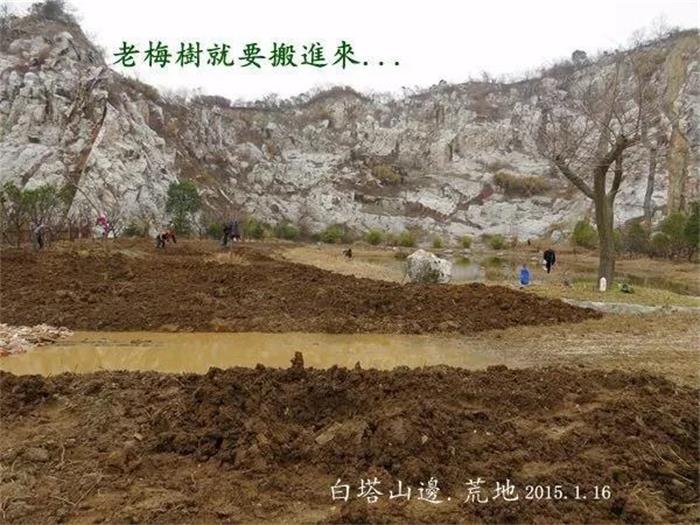 西山牛仔度假村梅树