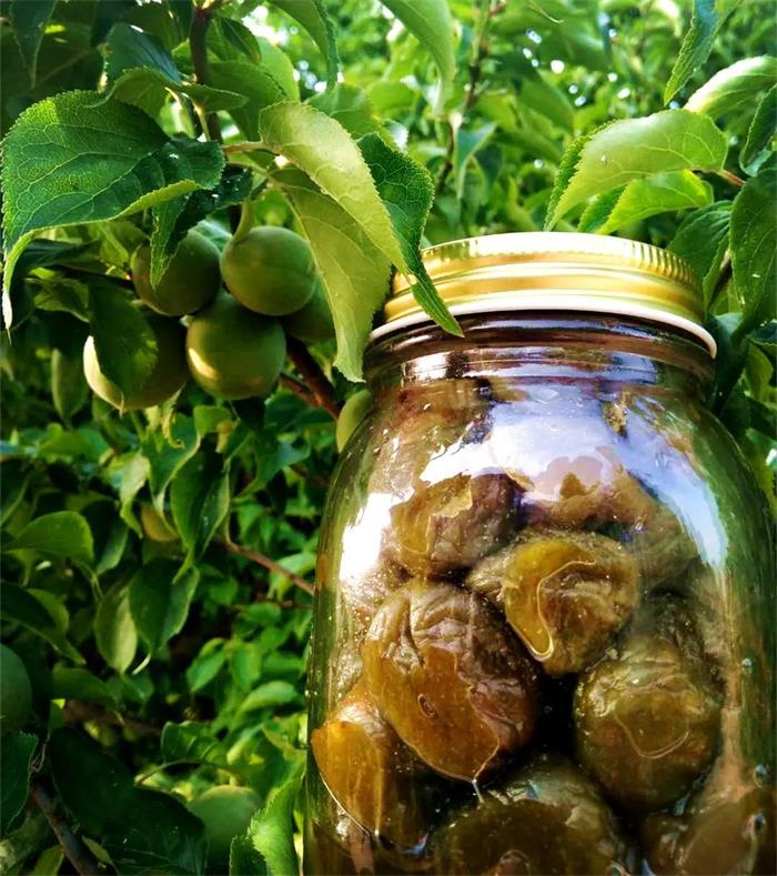 西山牛仔度假村梅子