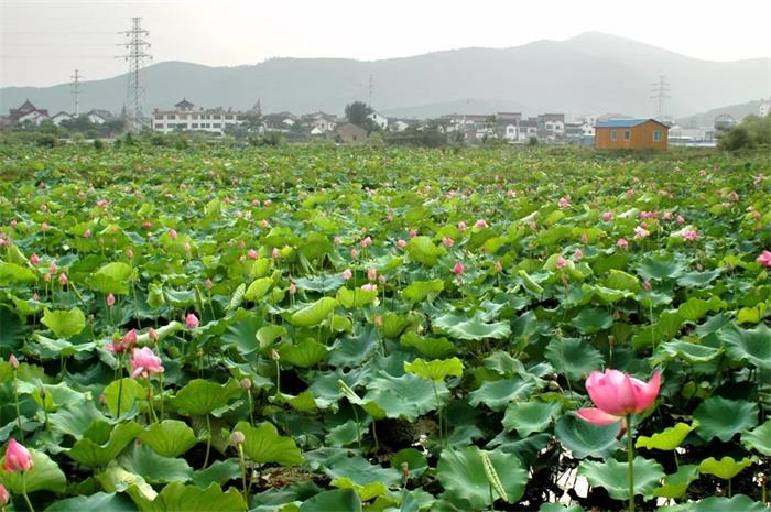 牛仔度假村荷花