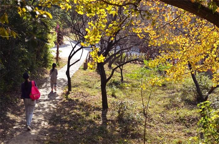 牛仔度假村银杏林