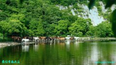 牛仔度假村宠物游攻略