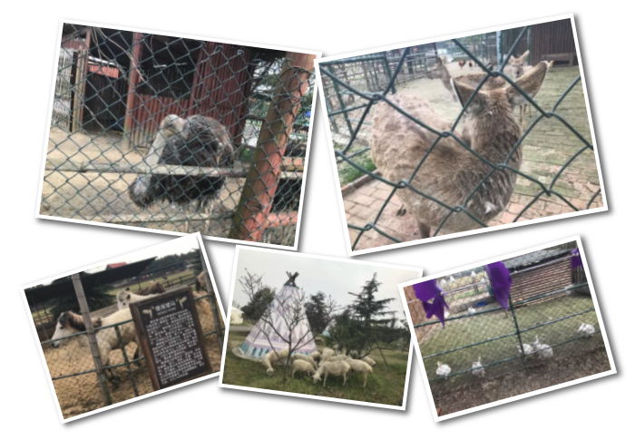 牛仔度假村动物园