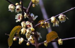 牛仔度假村腊梅开了！！