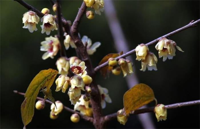 牛仔度假村腊梅