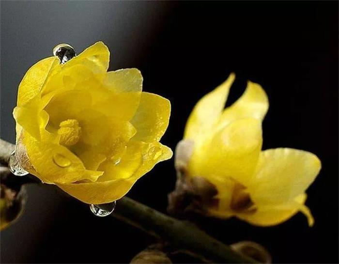 牛仔度假村腊梅