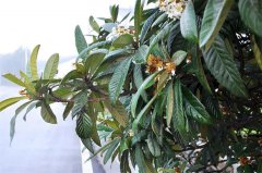 在太湖西山岛迎寒而开的除了梅花，还有它