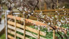 梅花|暗香疏影，“清”人心脾