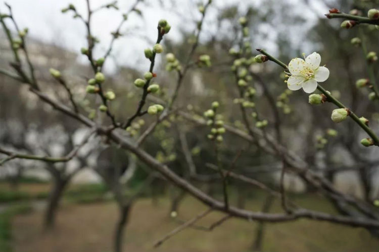 太湖梅花