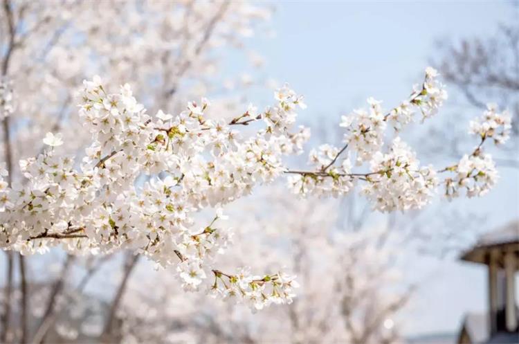 牛仔村致敬最美逆行人，春已近，那些花儿为你