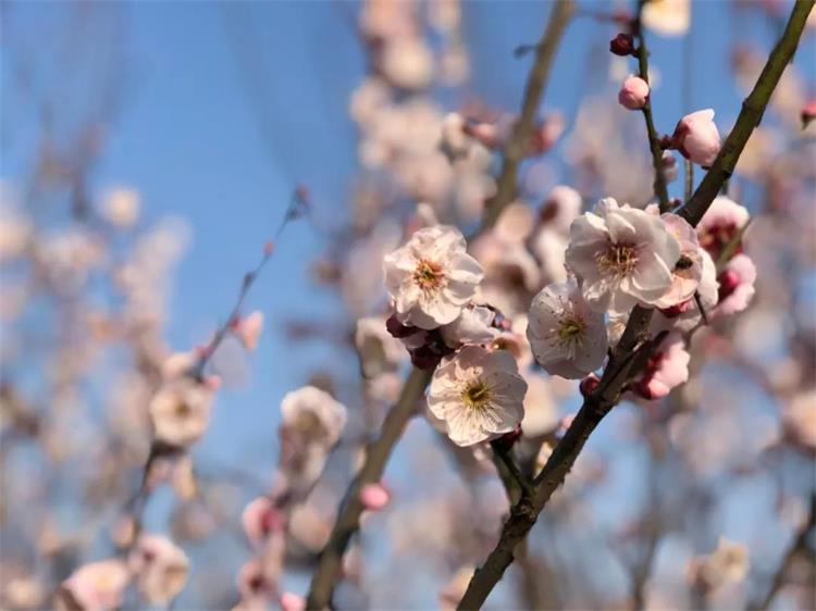 太湖梅花