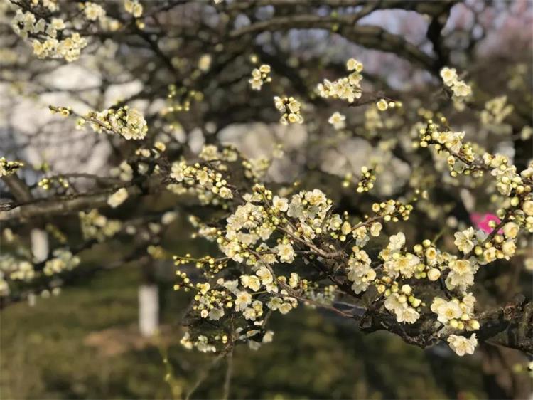 西山岛梅花