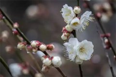 梅花开了，真正的春天还会远吗？