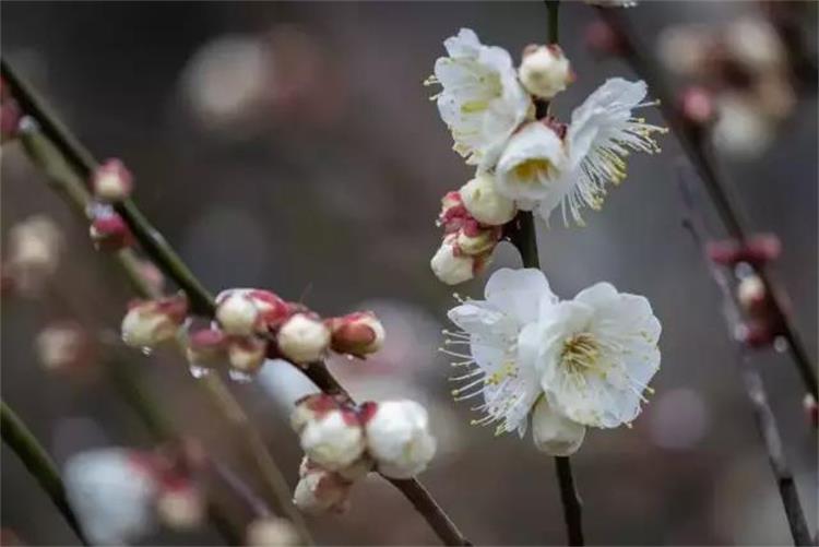 梅花美景