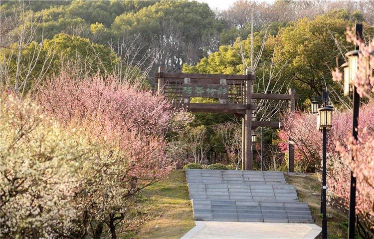 植物园梅花