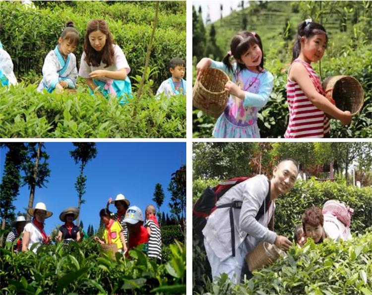 采茶活动