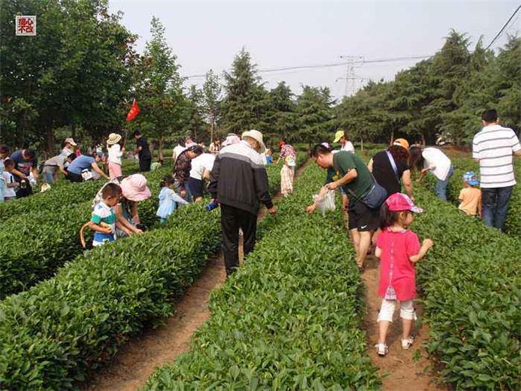 采茶体验