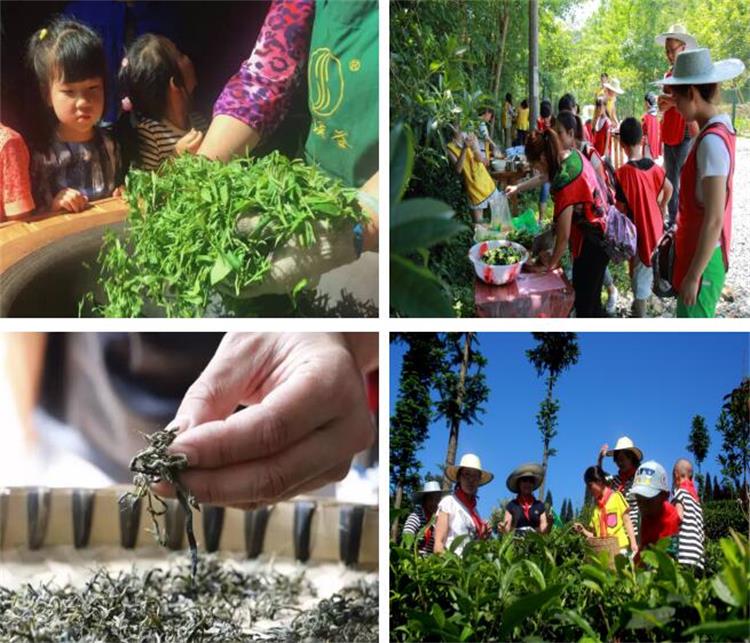 亲子采茶团建活动
