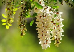 牛仔度假村槐花马上到开花的季节了