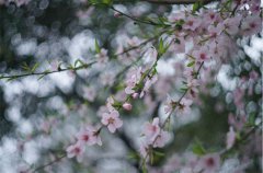 客户案例：IVY幼儿园春季亲子游活动