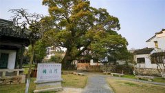 你是人间四月天，让我忆起2500年前的浪漫