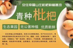 牛仔度假村游玩加枇杷采摘