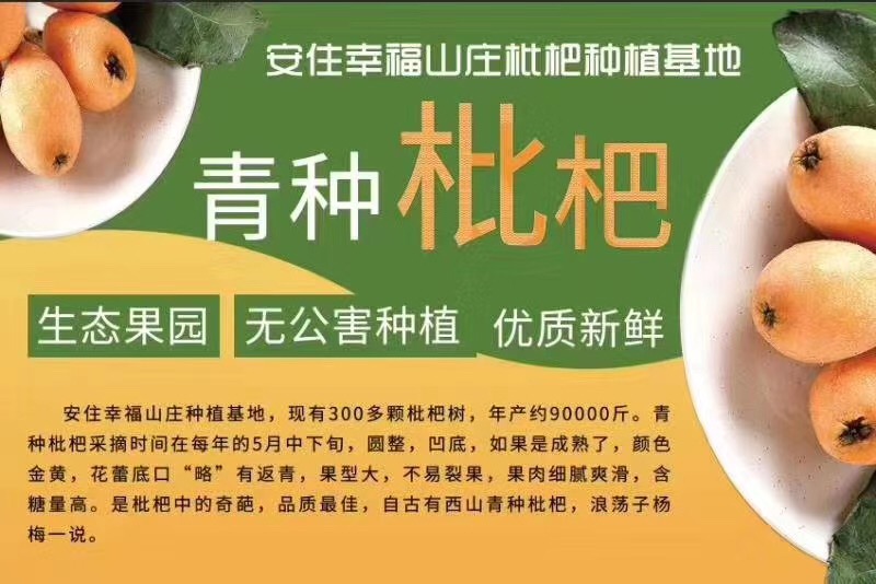 牛仔度假村枇杷