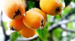 西山青种枇杷采摘和牛仔度假村游玩