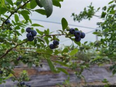 东村村蓝莓采摘开始啦！怎么能错过！