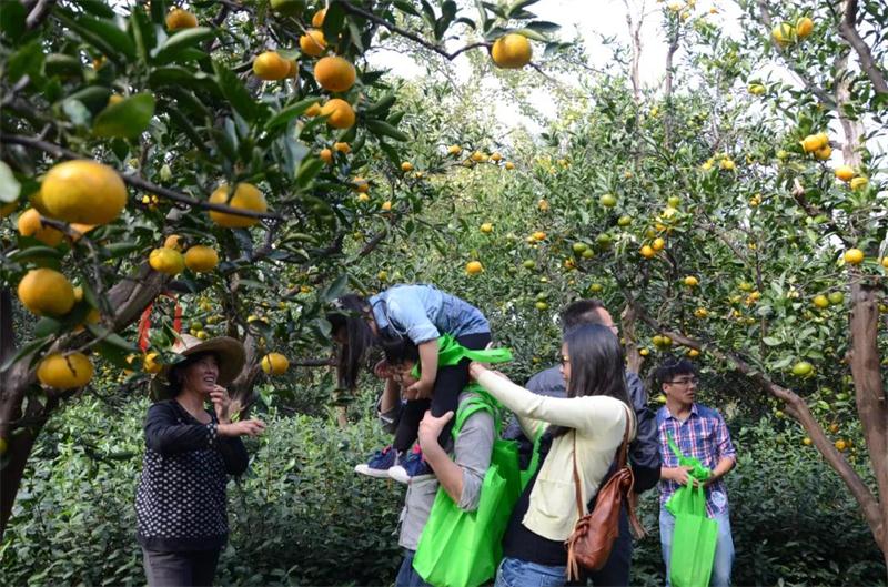 西山橘子采摘