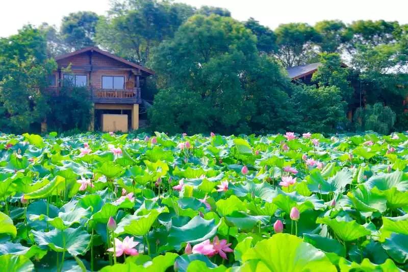 牛仔度假村夏季活动