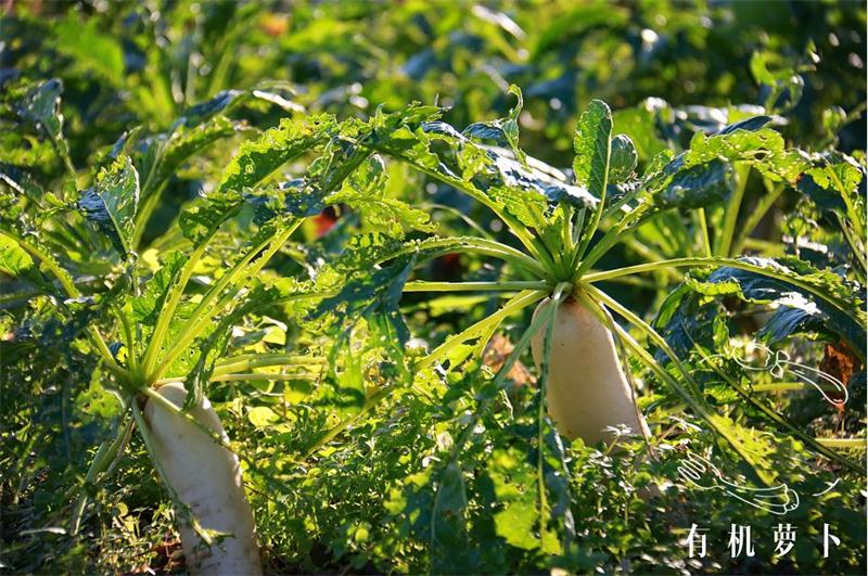 太湖牛仔度假村