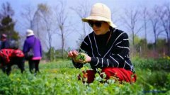 安住幸福生态农场“共享菜园”开始认购啦！