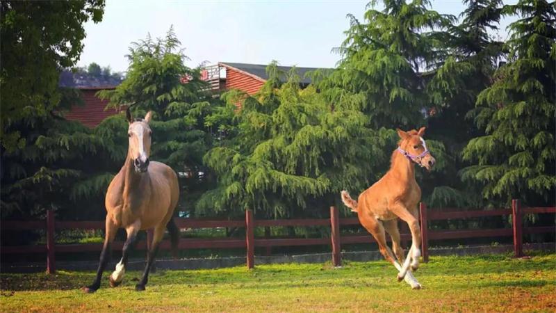 太湖牛仔度假村