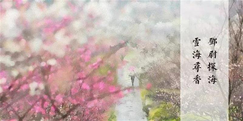 香雪海