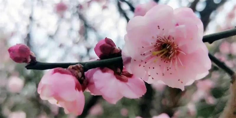 梅花