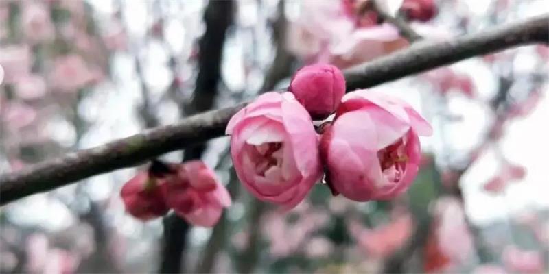 梅花赏梅