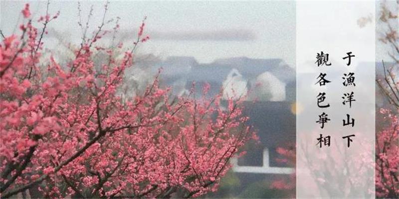 赏梅活动