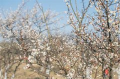 春季太湖旅游团建——梅茶相会，别有滋味~