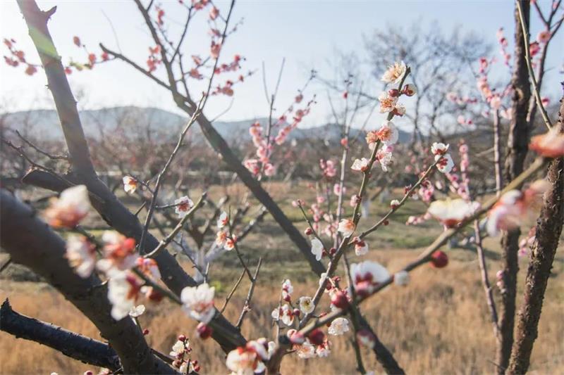 太湖梅花