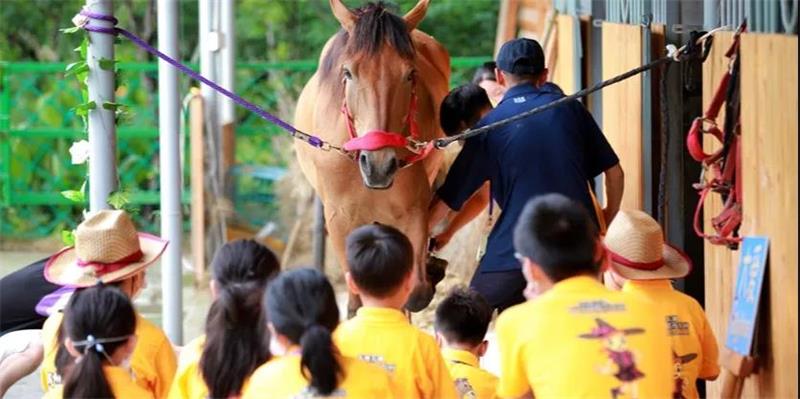 太湖马术夏令营