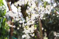 美翻！西山岛的李花开了，仙气十足！