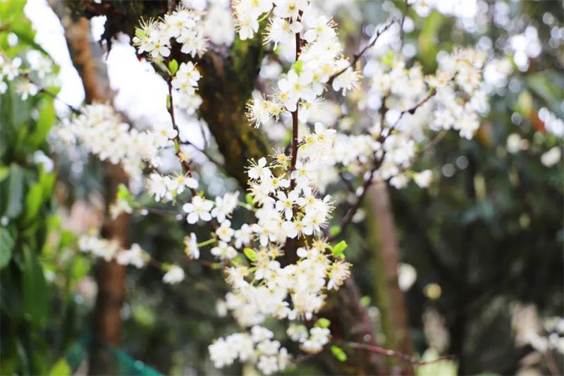 春季太湖旅游团建