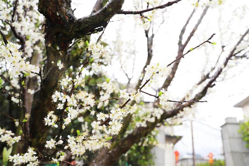 太湖春季旅游团建